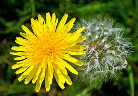 dandelion images free